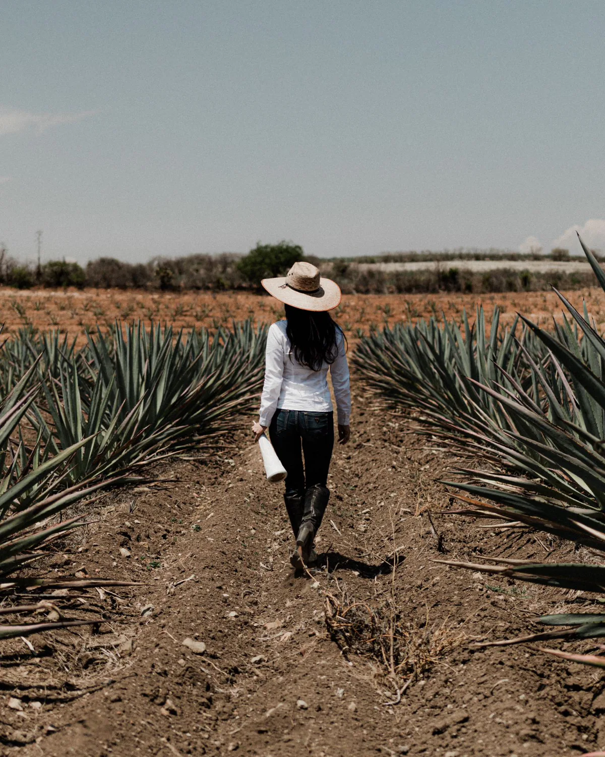 A woman in a straw hat walking away down a row of agave.