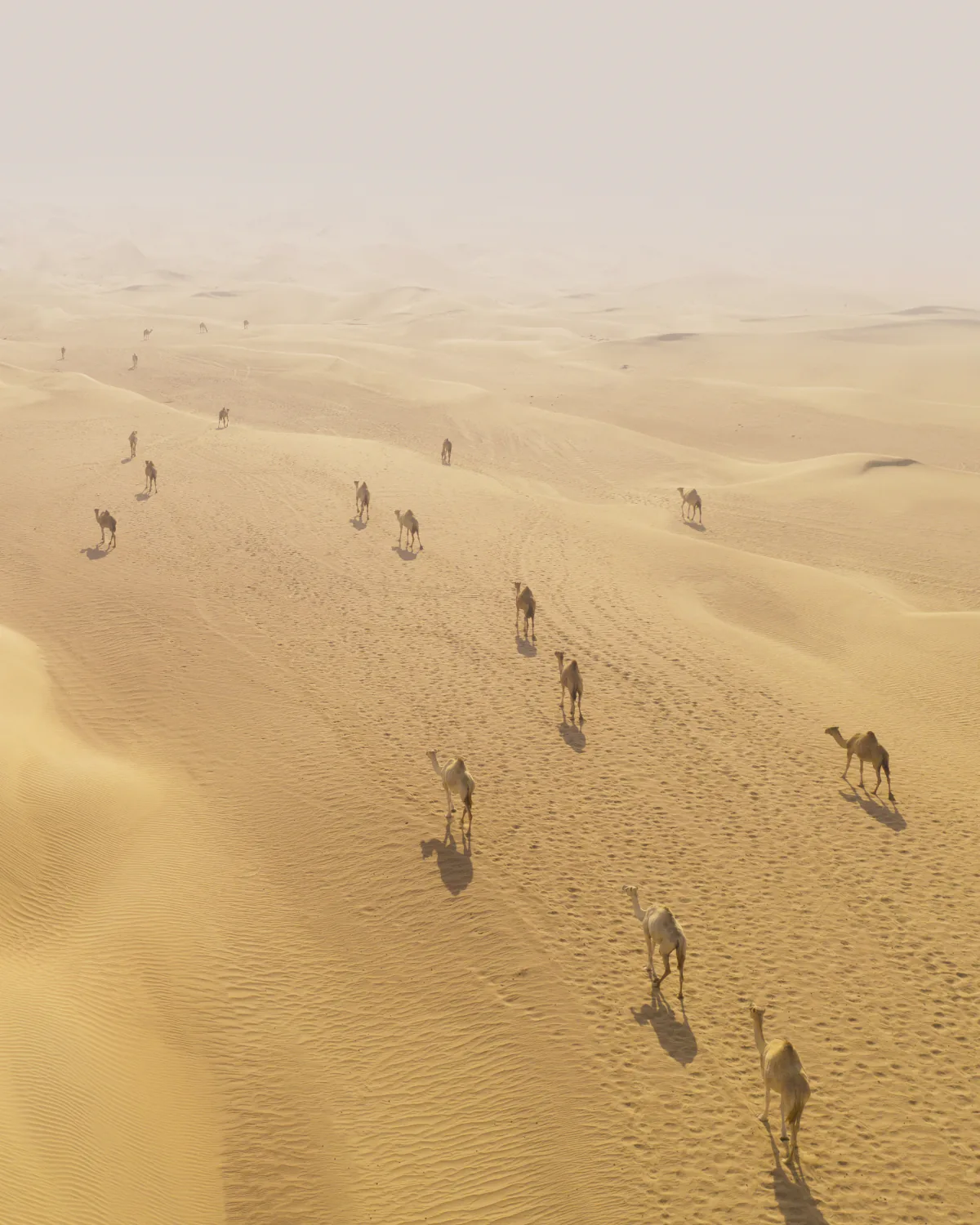 A camel train crossing desert dunes.