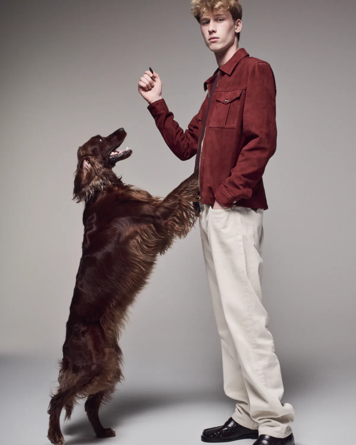 A setter leaping up towards a young man in a rust jacket and cream trousers.